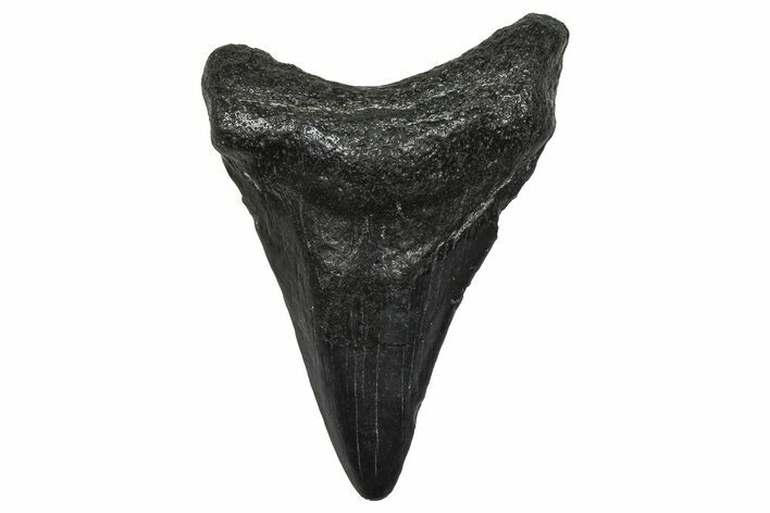 Juvenile Megalodon Tooth - South Carolina #368683